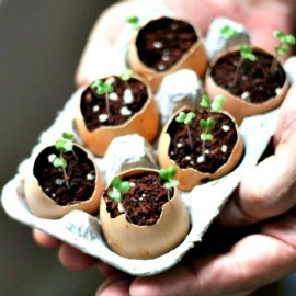 DIY Eggshell Planter