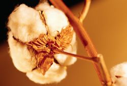 Organic Cotton: Is it Worth the Cost?