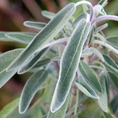 Reboot your Resolutions with Sage Essential Oil